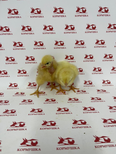 Суточный Бройлер Цветн. Голошейка (Венгрия) 1шт
