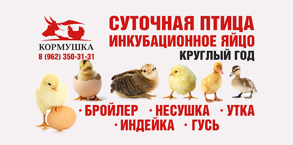 Суточная птица