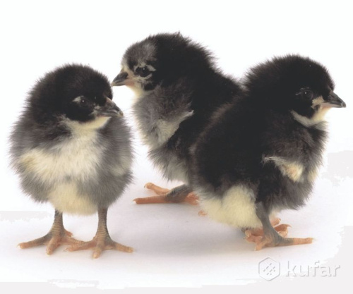 Суточный Бройлер Цветн. Гриз Бар (Венгрия) 1шт