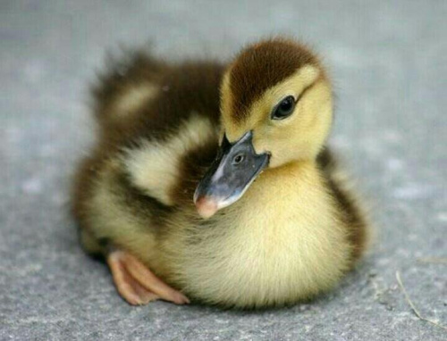 Суточная Утка Башкирка (племенная уткофабрика, РФ) 1шт