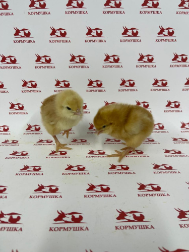 Суточная Несушка Ломан Браун (племенная птицефабрика, РФ) 1шт