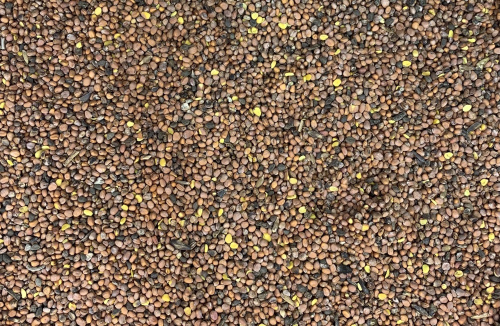 Семена Редька Масличная (30 кг/меш) 1кг.