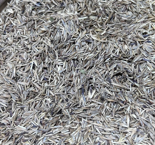 Семена Костра  (10кг/меш) 1кг.