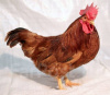 Суточный Петушок Ломан Браун (племенная птицефабрика, РФ) 1шт