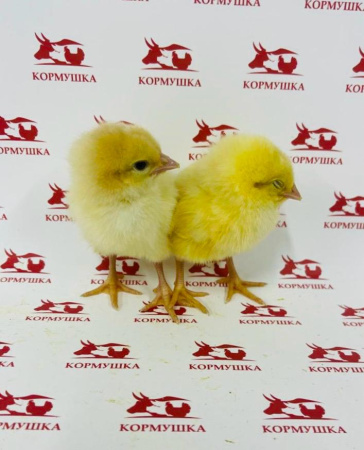 Суточный Петушок Ломан Браун (племенная птицефабрика, РФ) 1шт