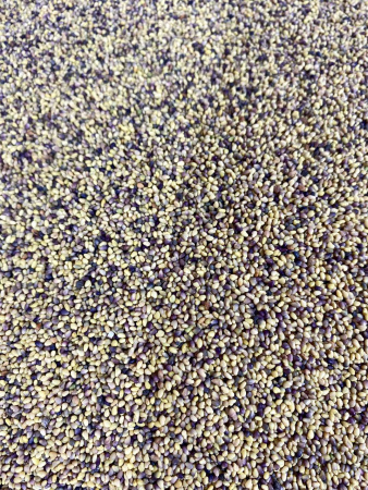 Семена Клевера (30кг/меш) 1кг.