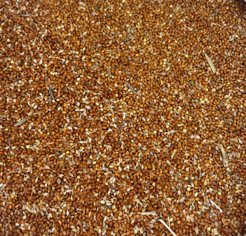 Просо красное кормовое (30 кг/м) 1кг.